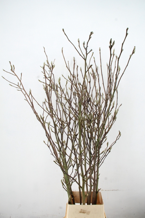MAGNOLIA RECHT PER STEM 180CM