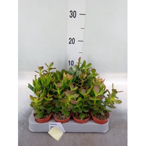 Crassula   ...mix