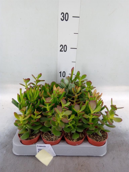 <h4>Crassula   ...mix</h4>