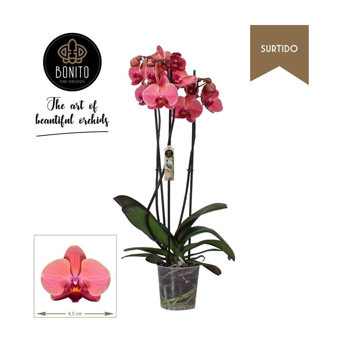 <h4>Phal. Surtido - Narbonne 3-Tak</h4>