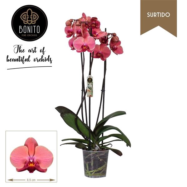 Phal. Surtido - Narbonne 3-Tak