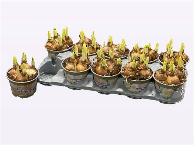 <h4>NARCISSUS BRIDAL CROWN P12</h4>