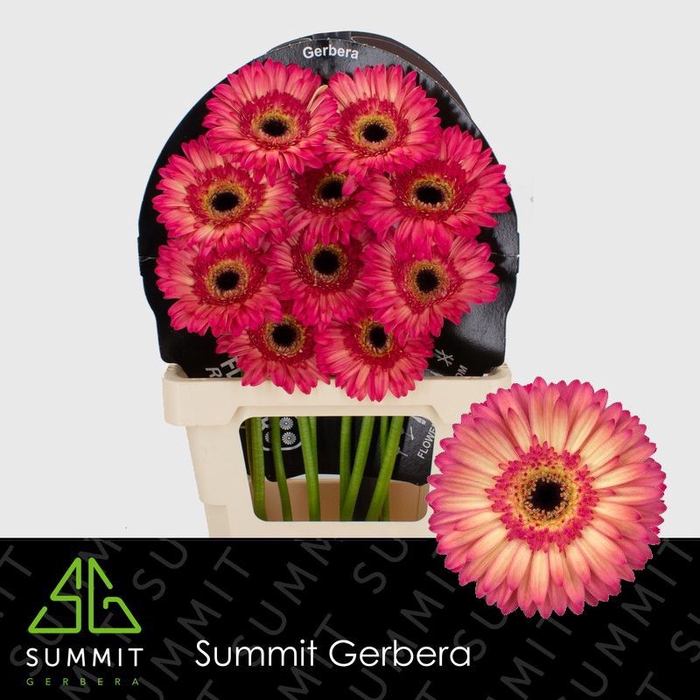 <h4>Gerbera Hippie chic Flowerracket</h4>