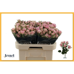 Rosa spray leila