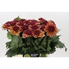 Dahlia Creme de Cognac