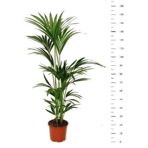 Howea forsteriana 24Ø 150cm 5pp