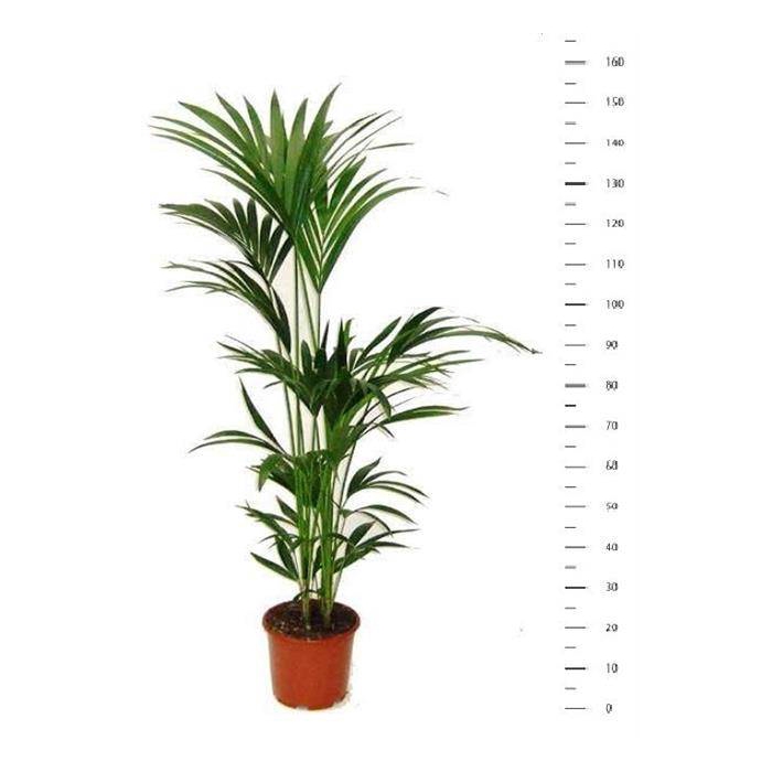 <h4>Howea forsteriana 24Ø 150cm 5pp</h4>