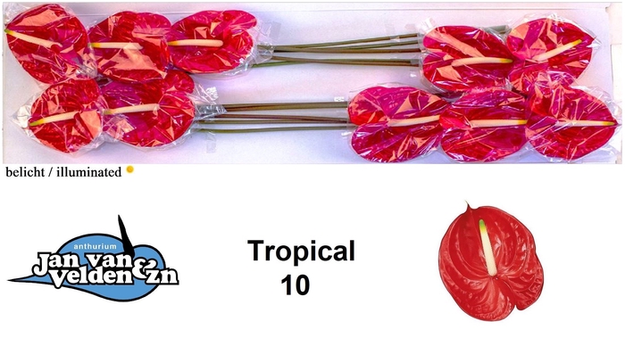 <h4>Anthurium Tropical</h4>