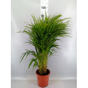 Dypsis lutescens   ...Chrysalidoca