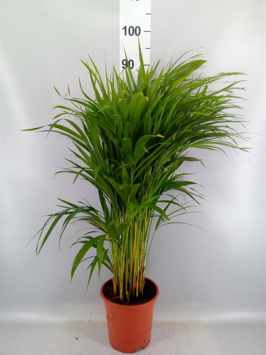 <h4>Dypsis lutescens   ...Chrysalidoca</h4>
