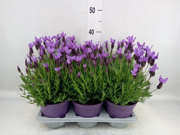 <h4>Lavandula stoec.</h4>