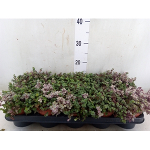 Tradescantia   ...