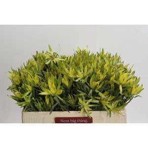 Leucadendron Pisa Spray