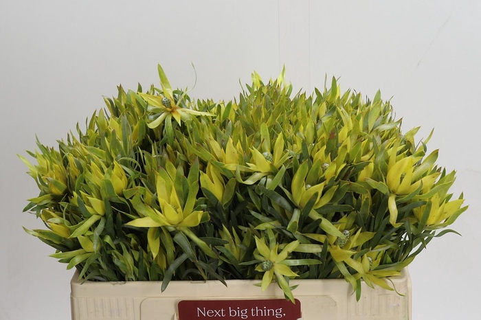Leucadendron Pisa Spray