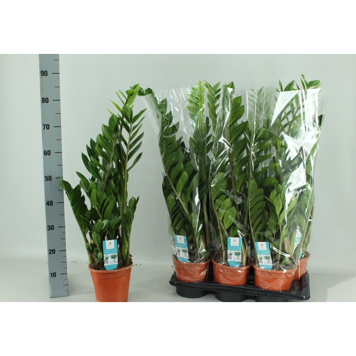 <h4>ZAMIO ZAMIIFOLIA</h4>