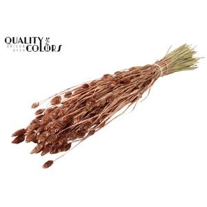Phalaris per bunch Copper