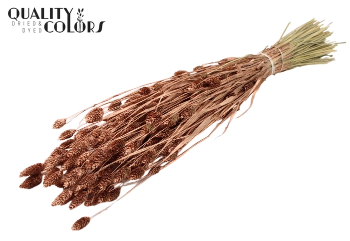 <h4>Phalaris per bunch Copper</h4>