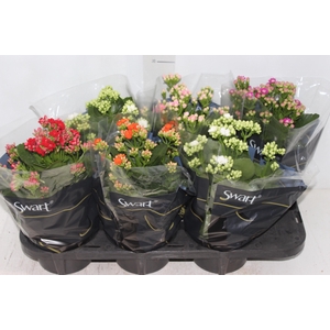 KALANCHOE DOBRADO P15