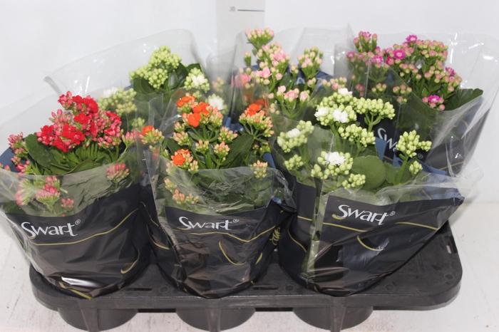 <h4>KALANCHOE DOBRADO P15</h4>