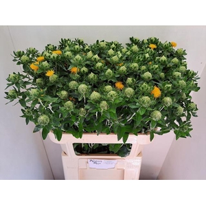 CARTH T ORANGE GRENA
