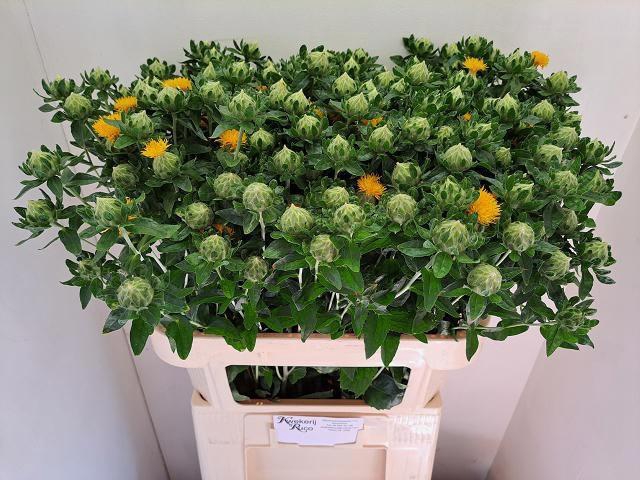 <h4>CARTH T ORANGE GRENA</h4>