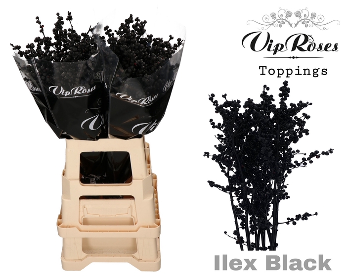 ILEX BLACK 60 cm