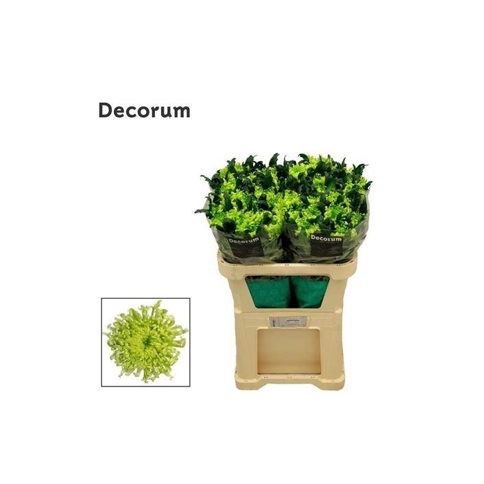 <h4>Chr G Antenna</h4>