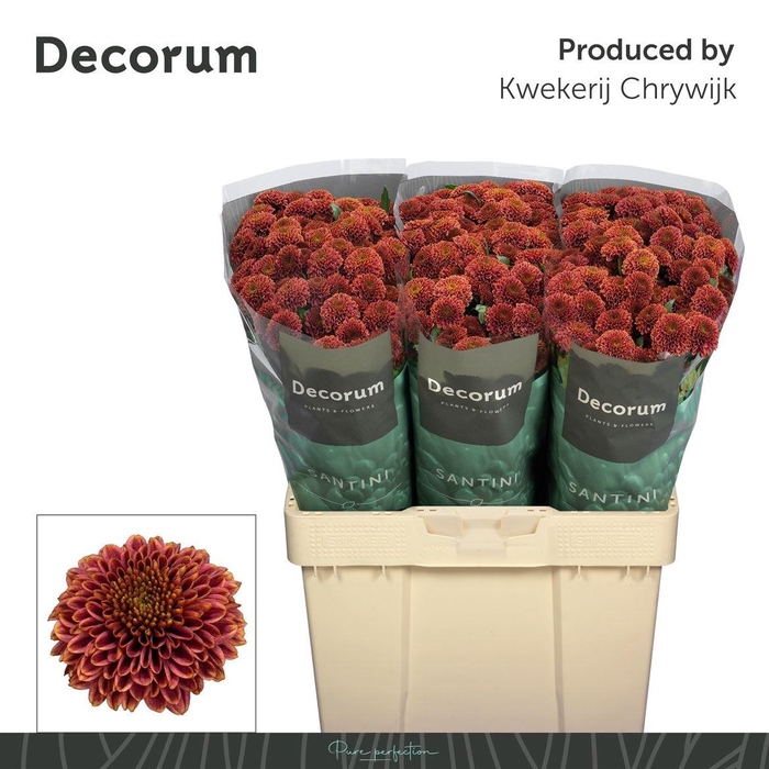 <h4>Chr San Aaa Doria Ch</h4>