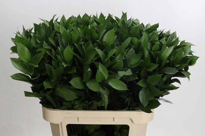 <h4>RUSCUS HYPOPHYLLUM</h4>