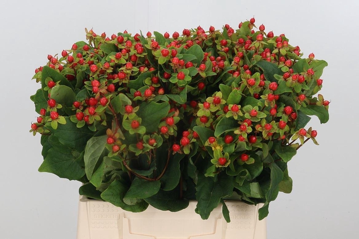 <h4>Hyp Mag Triumph</h4>