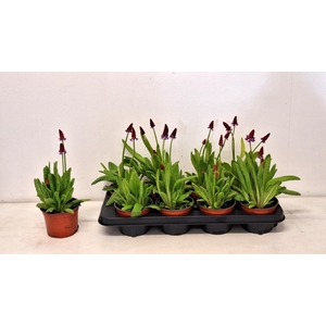 PRIM VIALII