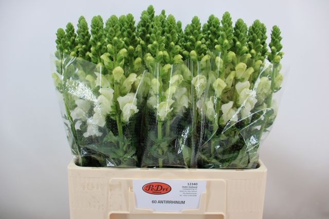 <h4>Antir Avignon White</h4>