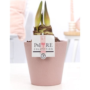 Hippeastrum pink in P&PURE Ruby ceramics pink