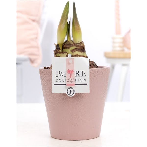 <h4>Hippeastrum pink in P&PURE Ruby ceramics pink</h4>