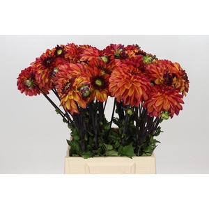 Dahlia Ding A Dong