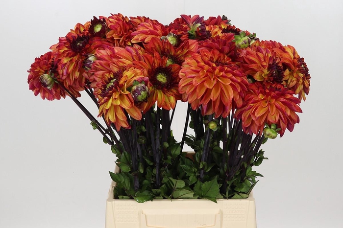 <h4>Dahlia Ding A Dong</h4>