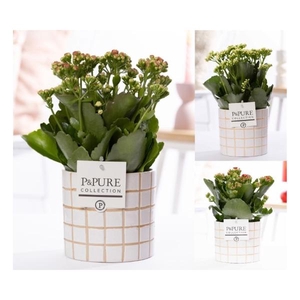 Kalanchoe mix in P&PURE Tirza Ceramics