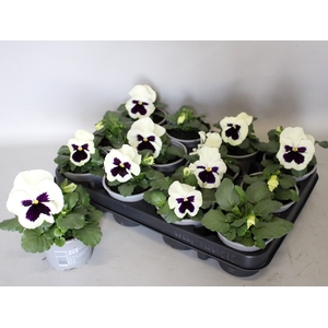 Viola wittrockiana F1 White with  blotch