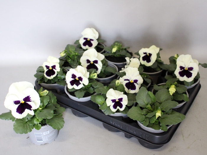 <h4>Viola wittrockiana F1 White with blotch</h4>