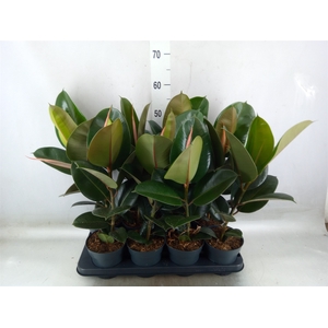Ficus elastica 'Robusta'