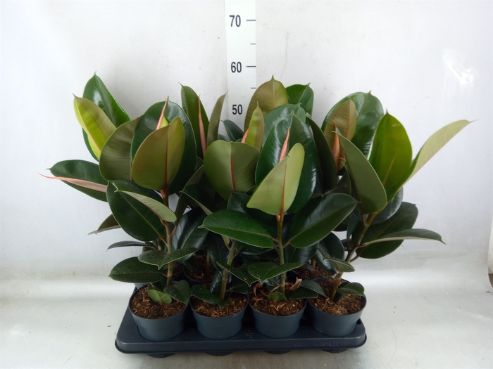 <h4>Ficus elastica 'Robusta'</h4>