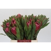 Protea Brenda