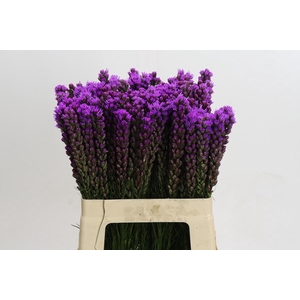 Liatris Callilepis