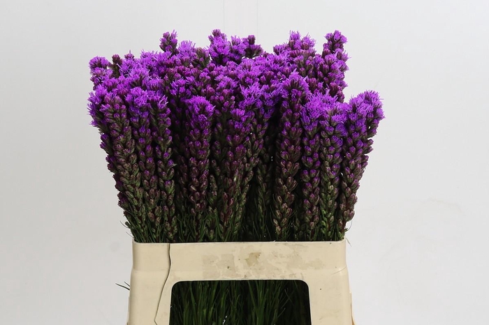 <h4>Liatris Callilepis</h4>