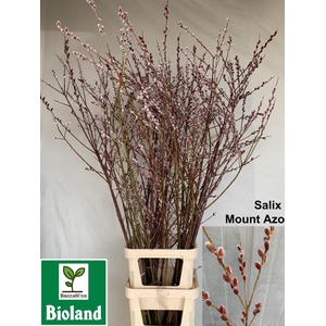 SALIX CH RED PASSION