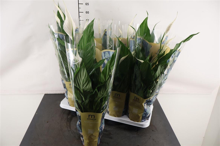 <h4>Spathiphyllum 13 Cm. P. Sweet Benito</h4>