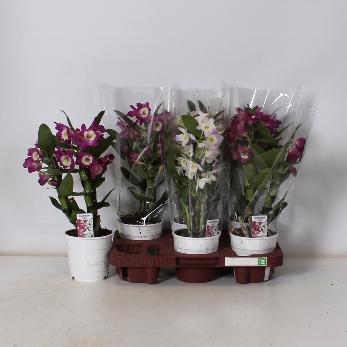 <h4>DENDR N GEM</h4>