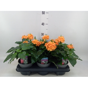 Crossandra infundib. 'Fortuna'