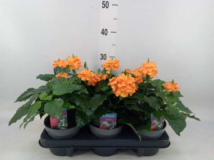 <h4>Crossandra infundib. 'Fortuna'</h4>