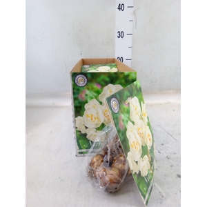 Narcissus   ...flowerbulbs